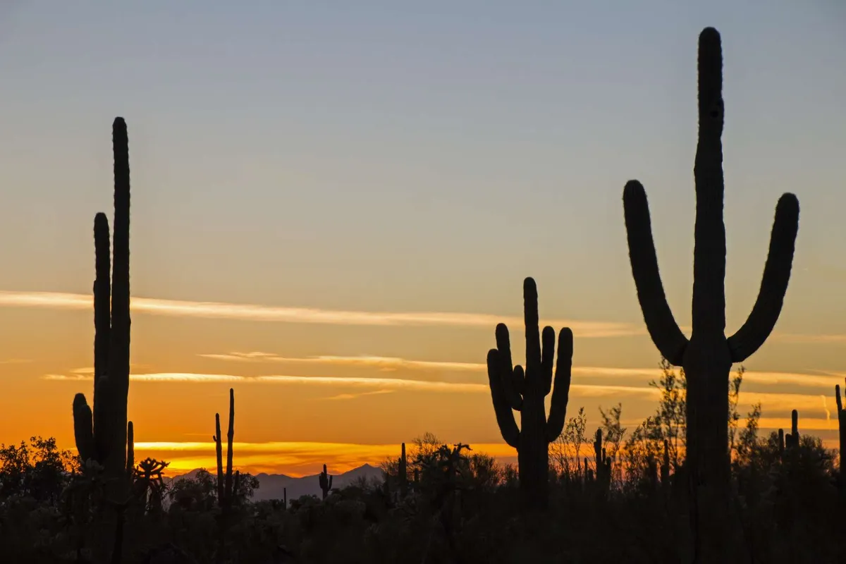 A sweeping exterior view captures the silhouettes of iconic desert cacti set against a dramatic, vibrant sunset, with distant mountains framing the horizon. The scene evokes the unique natural beauty and romantic atmosphere of Scottsdale evenings.